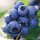 FunCakes Geschmackpaste Blaubeere 120 g